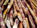 sugarcane.jpg